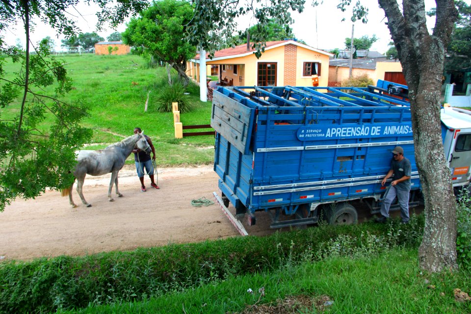 28.01.2019 - SSUI - Apreensão Cavalos Colônia Z-3 - Foto Marcel Avila