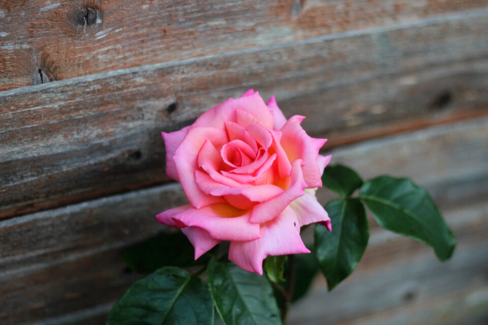 Rose flower pink