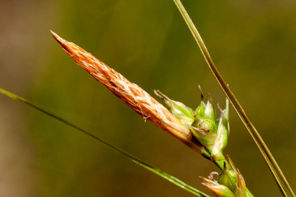 Carex leucodonta
