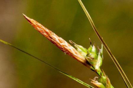 Carex leucodonta