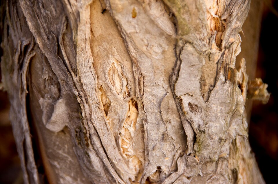 Melaleuca quinquenervia trunk texture