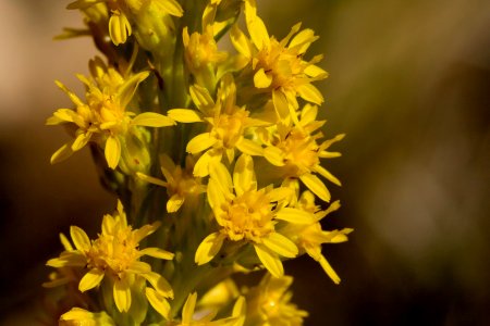 Solidago simplex