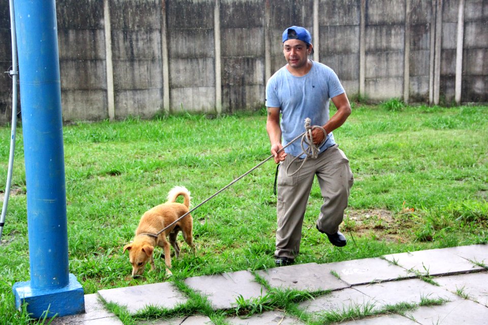 15.01.2019 - SMS - Cães para Adoção no Canil Municipal - Foto Marcel Avila