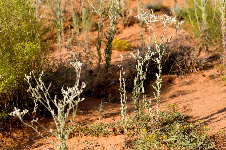 Eriogonum annuum