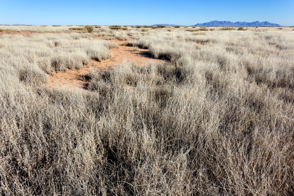 Plains west of Deming
