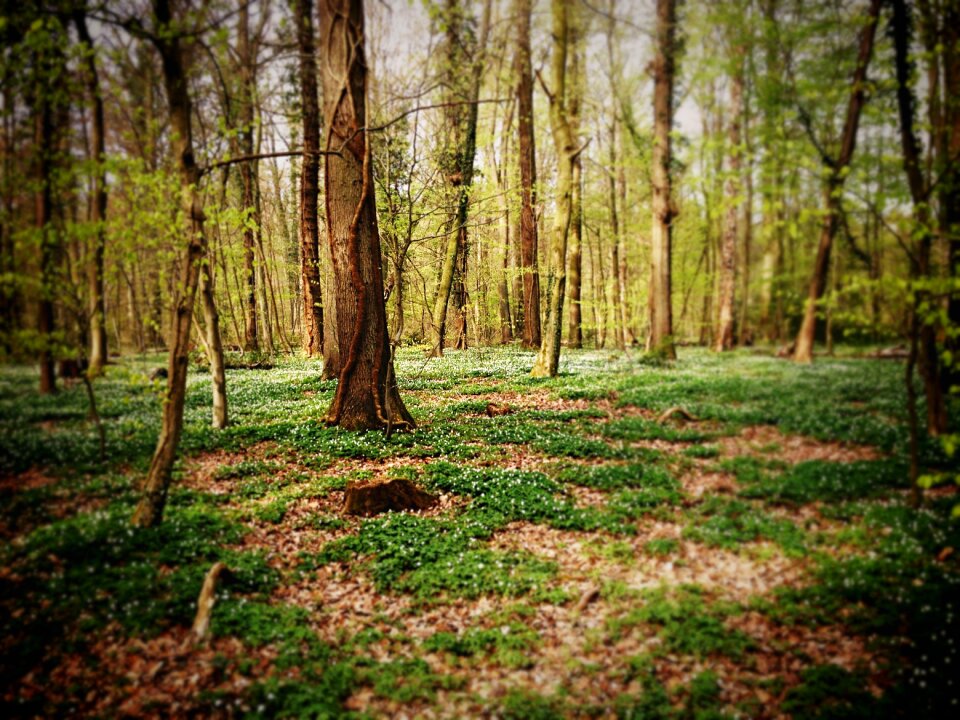 Grass nature green