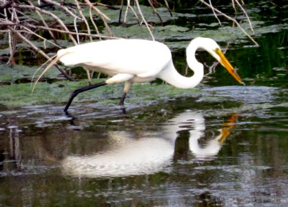 Great Egret / Ardea alba