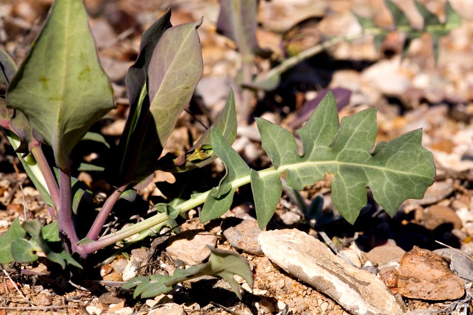 Streptanthus carinatus