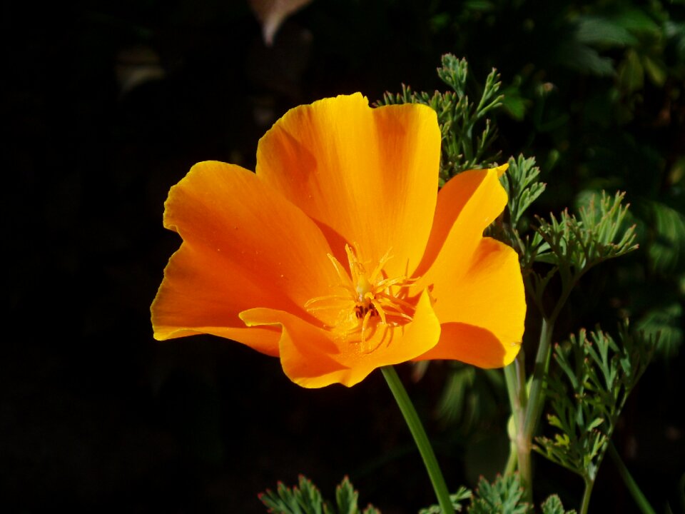 Orange flower papaveraceae