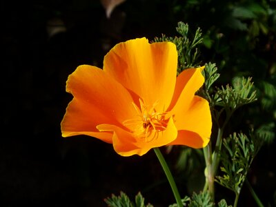 Orange flower papaveraceae photo