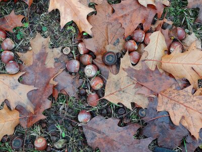 Acorns autumn oak