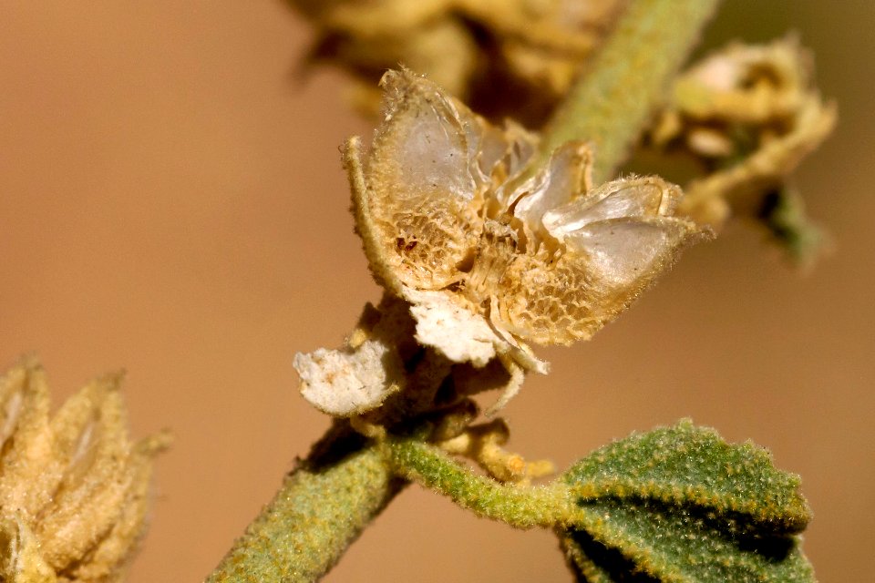 Sphaeralcea incana