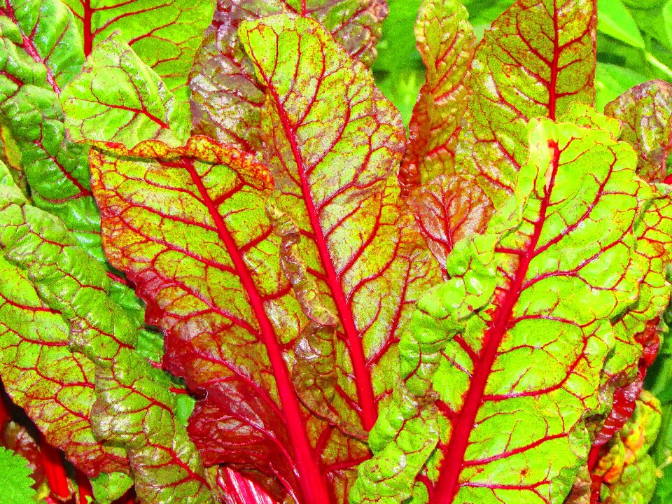 Vegetable plant leaves food