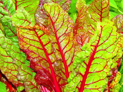 Vegetable plant leaves food