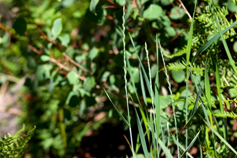 Elymus hispidus subsp. barbulatus