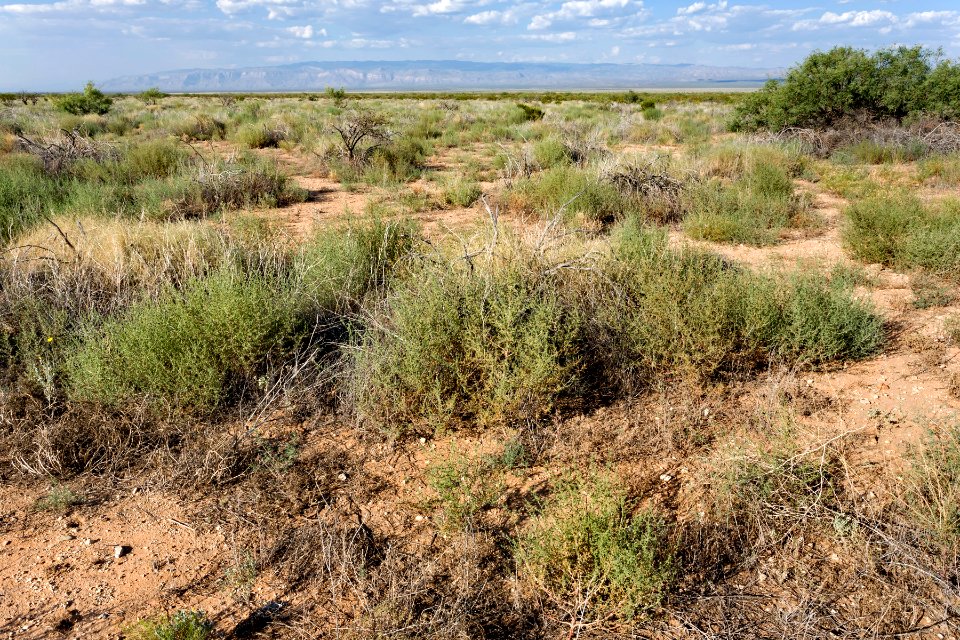 Near Turquoise