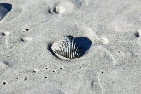 Seashell coast coastline