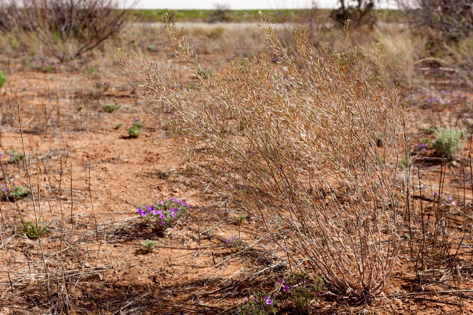 Descurainia pinnata subsp. ochroleuca