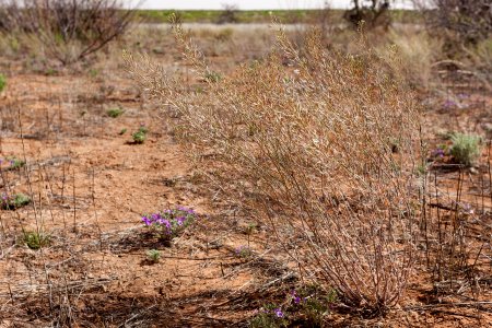 Descurainia pinnata subsp. ochroleuca