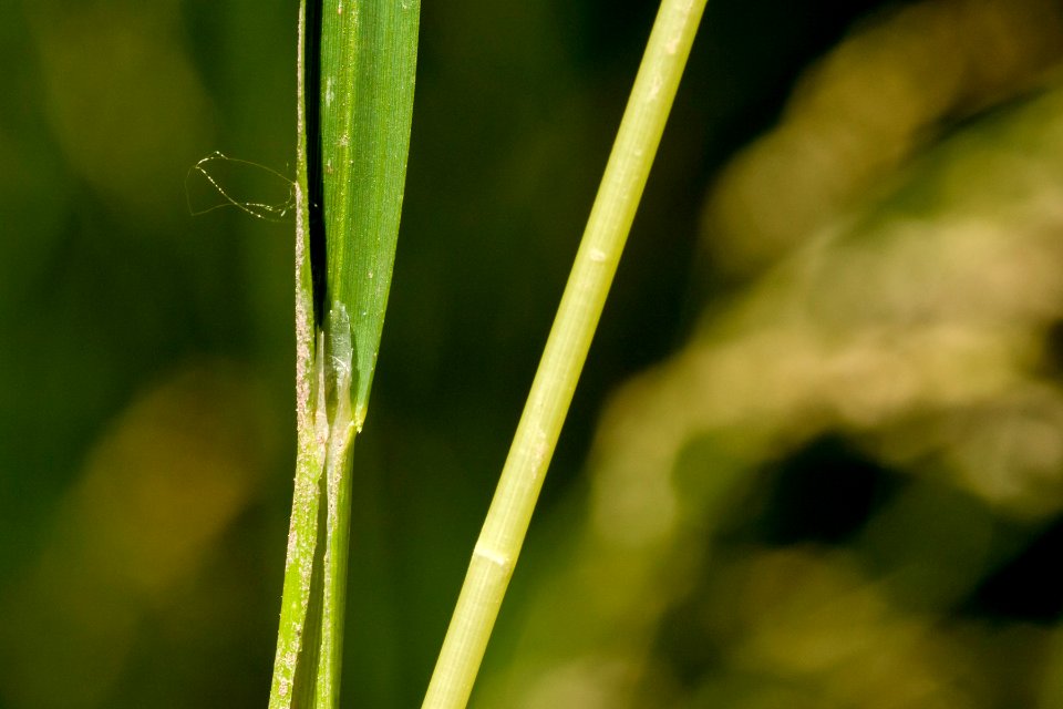 Glyceria striata