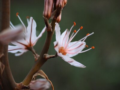 Blossom bloom white