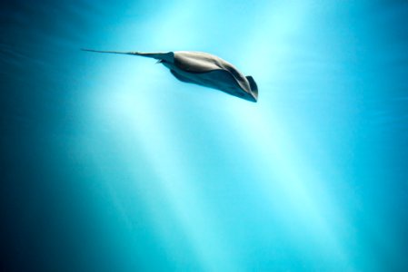 Flying in the Light