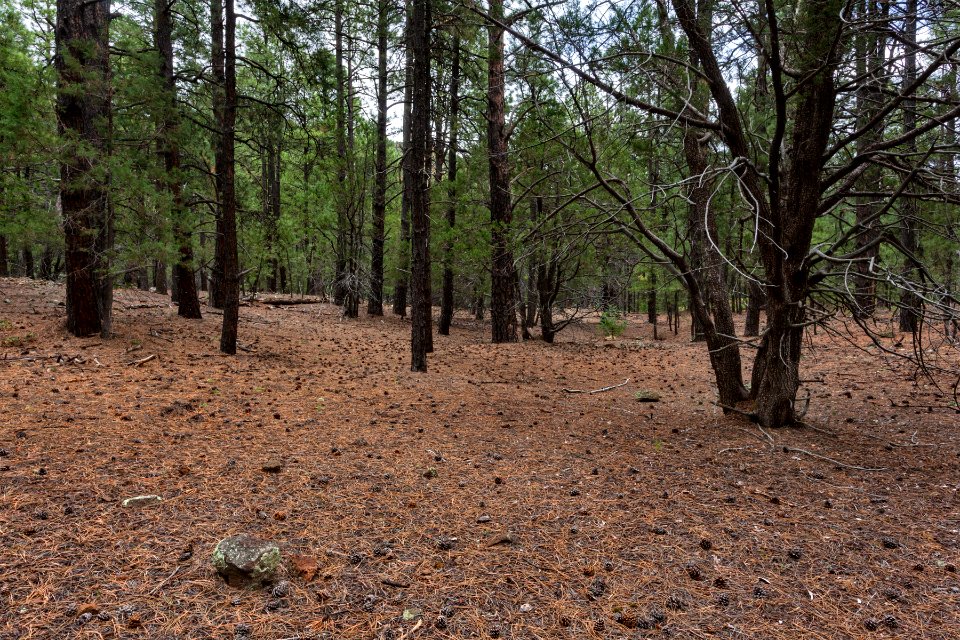 Near the Continental Divide Trail