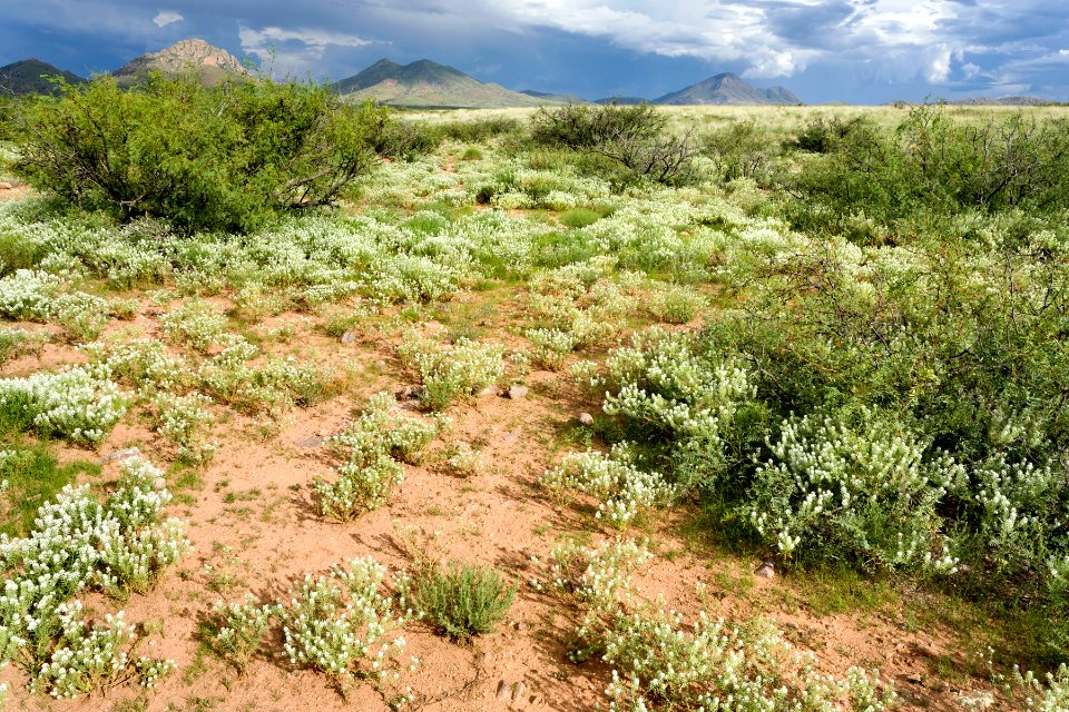 Near Bull Creek