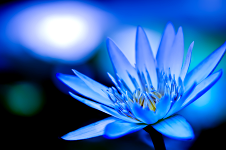 Original Flower