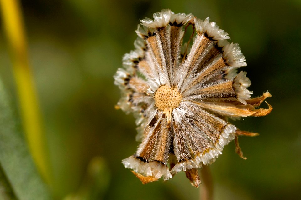 Bahia absinthifolia