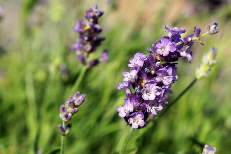 Purple lavender garden photo