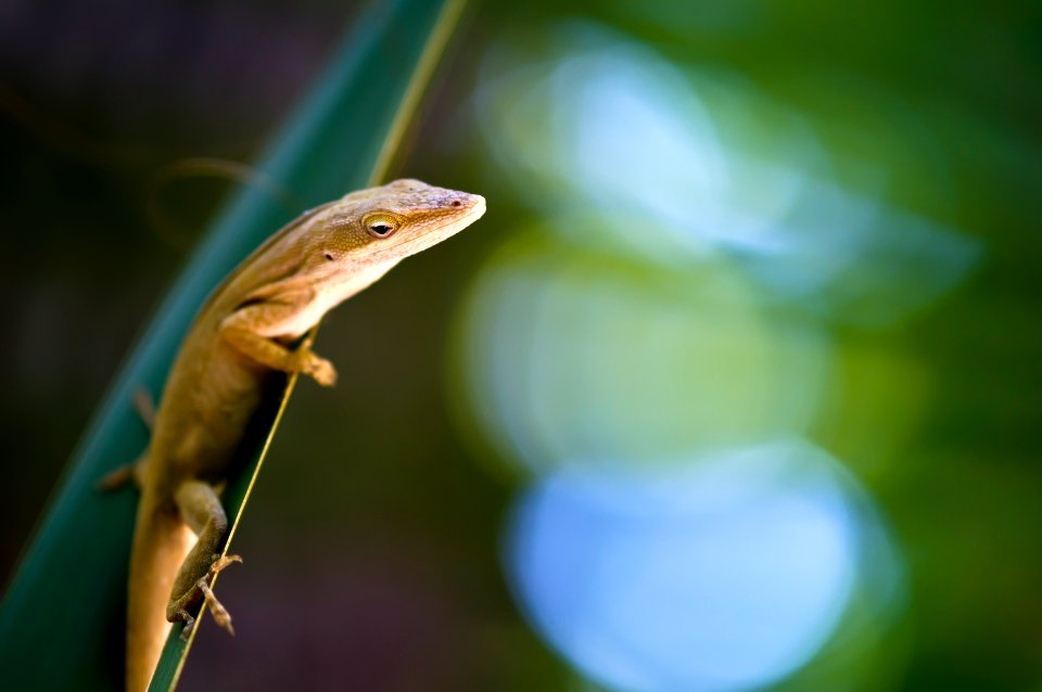 Lizard-Bokeh