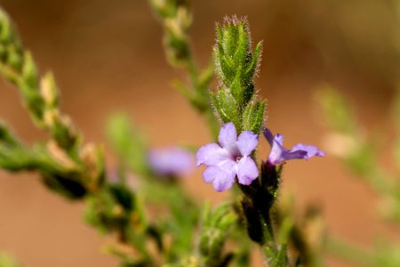 Verbena plicata photo