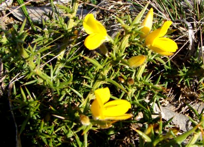 Gorse