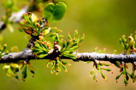 Forestiera pubescens