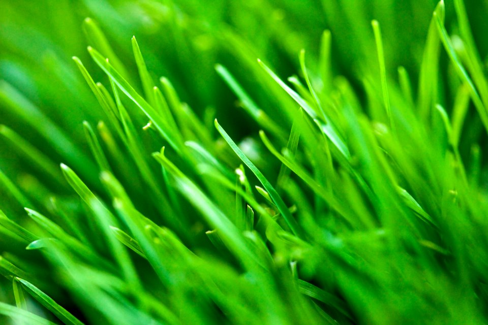 Green Grass
