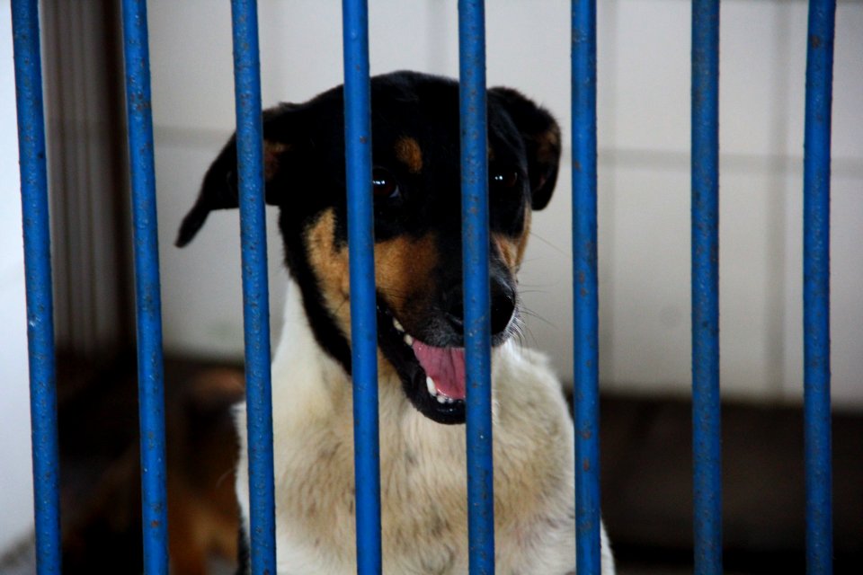 15.01.2019 - SMS - Cães para Adoção no Canil Municipal - Foto Marcel Avila