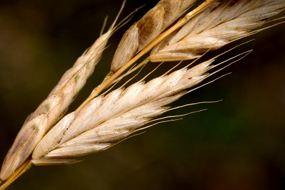 Bromus hordeaceus