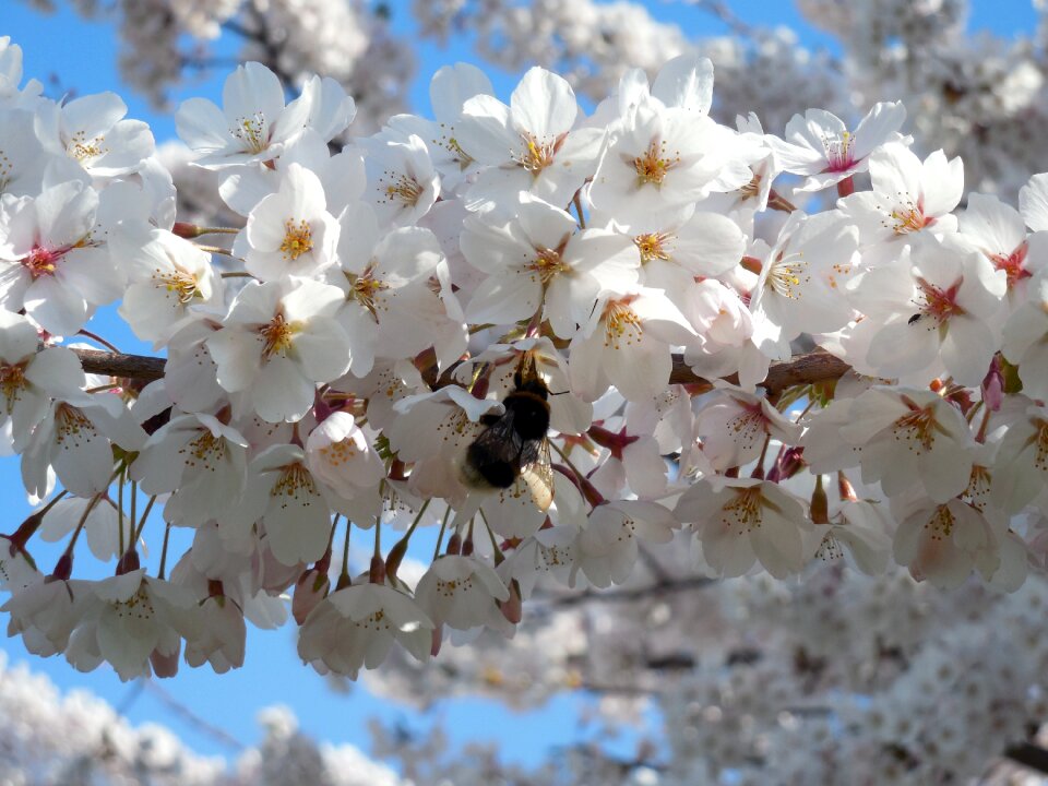 Flowers bloom spring