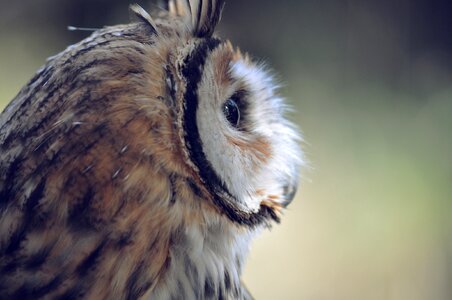 Face wildlife animal