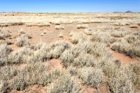 Near Mule Springs Creek