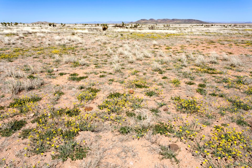 Edge of Lordsburg Playa