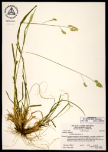 Dactylis glomerata