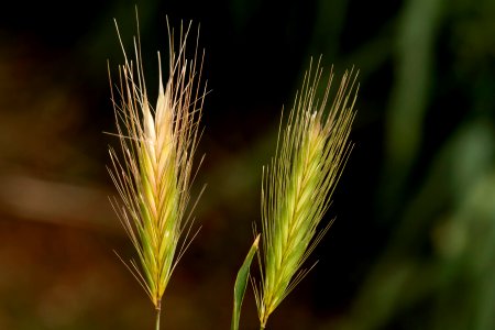 Hordeum murinum