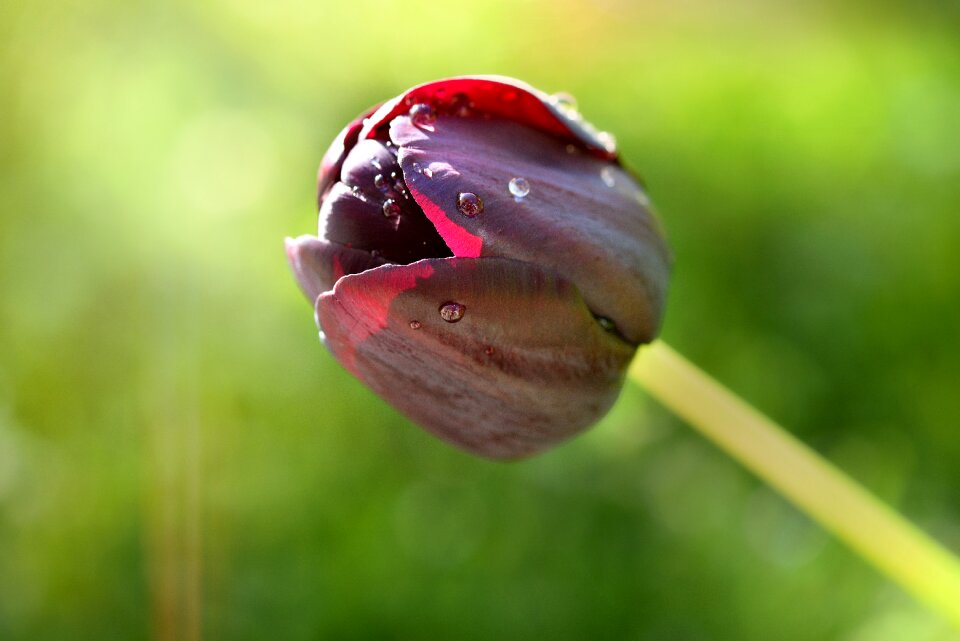 Bloom purple spring flower