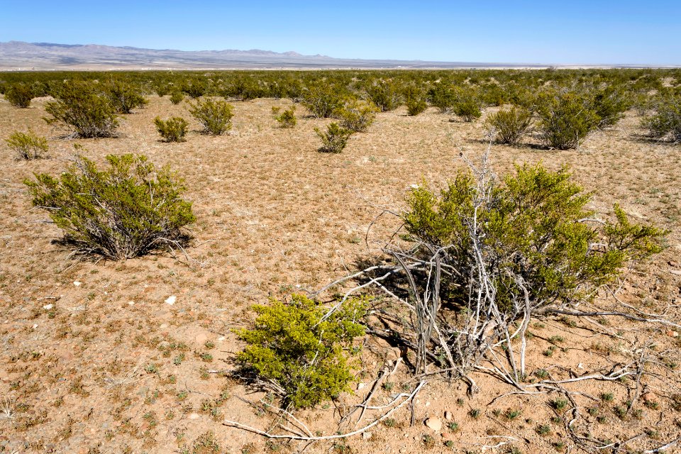 Northeast of the Pyramid Mountains