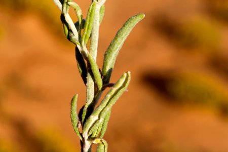 Eriogonum annuum