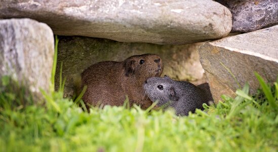 Nager rodent agouti