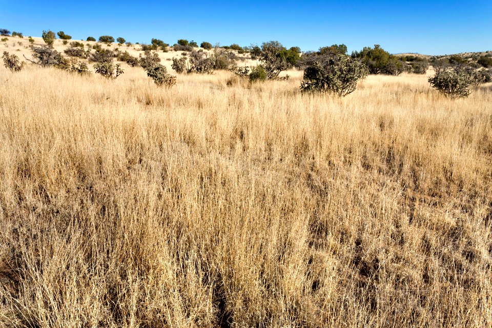 Near Moccasin Draw