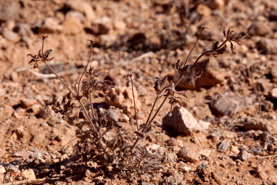 Eriogonum abertianum